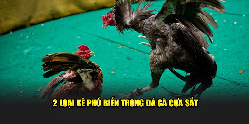 Vài loại kê phổ biến trong đá gà cựa sắt