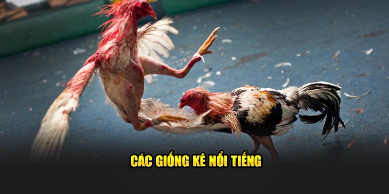 Các giống kê nổi tiếng