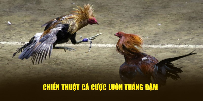 Chiến thuật cá cược luôn thắng đậm