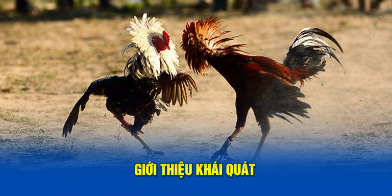 Giới thiệu khái quát đá gà cựa dao