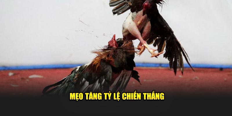Mẹo tăng tỷ lệ chiến thắng