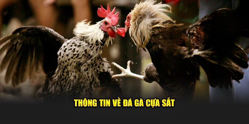Thông tin về đá gà cựa sắt