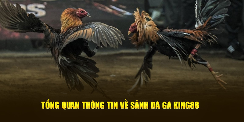 Tổng quan thông tin về sảnh đá gà King88